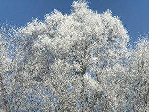 Winter's Beauty...